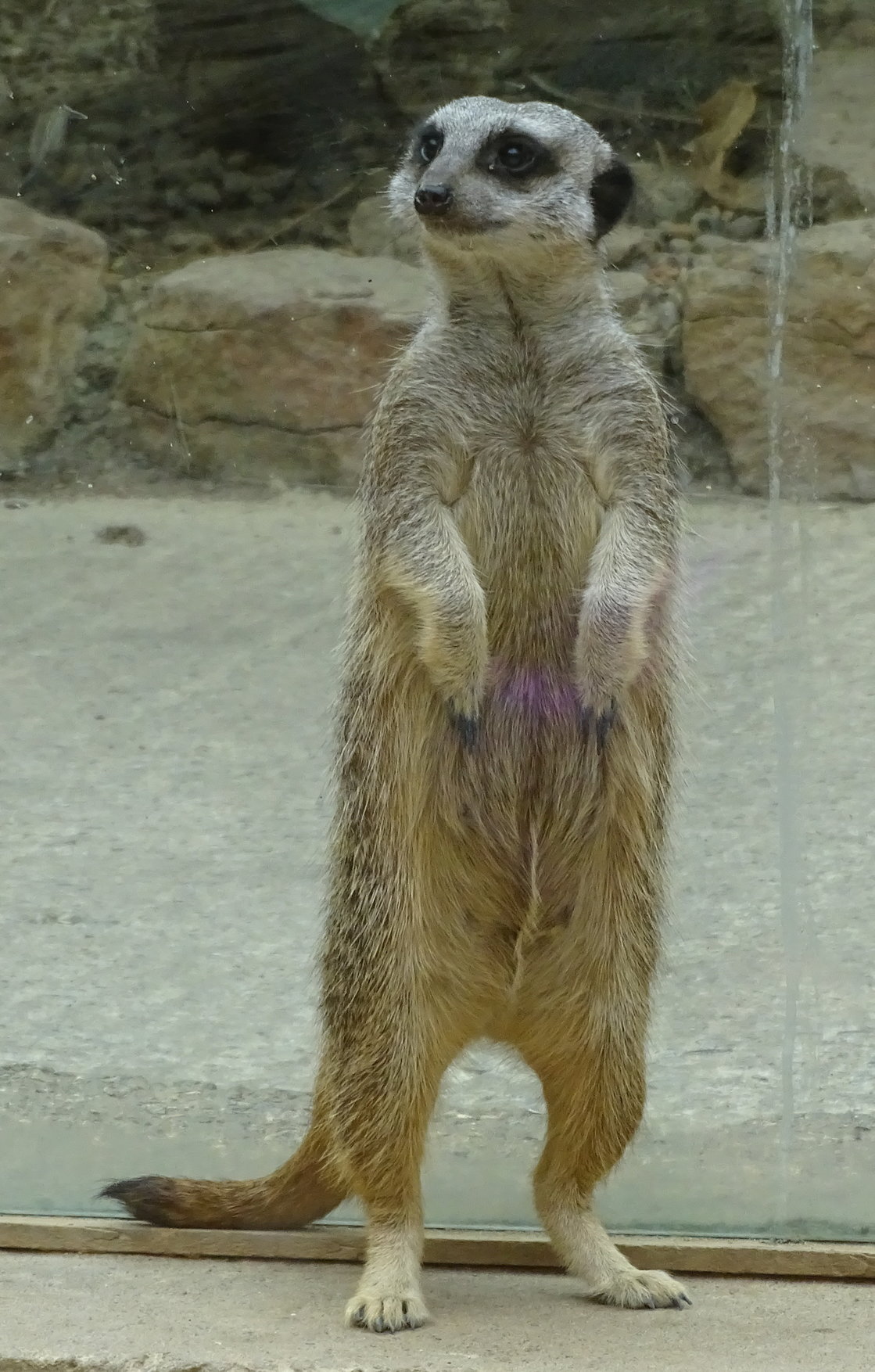 Geordie Fun Time from Chairman Mark