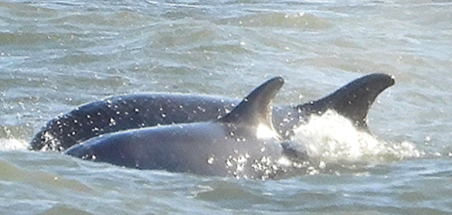 January Meeting – Sea Creatures